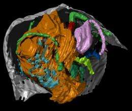 Rare body parts find provides vital clues to identity of ancient fossil