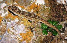 Rare gecko seen on NZ mainland for first time in century