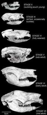 Remarkable fossil cave shows how ancient marsupials grew 