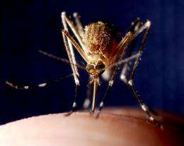 Scientists narrow down origins of malaria