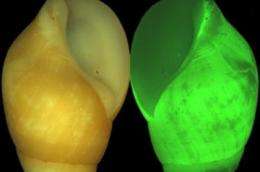 Scripps scientists see the light in bizarre bioluminescent snail
