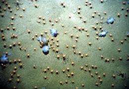 Seabed biodiversity in oxygen minimum zones