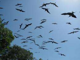 Smithsonian researchers find differences between Galapagos and mainland frigatebirds