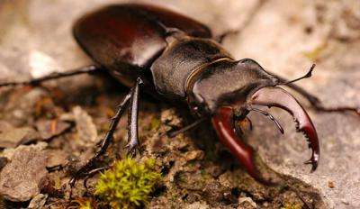 Stag beetles take flight, but not for long