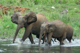 Study: Elephants unfazed by dynamite, but fear humans
