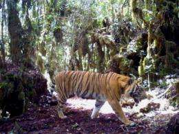 Sumatran 'tiger map' reveals tiger population higher than expected