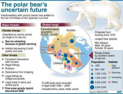 The polar bear's uncertain future
