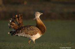 The success of male bustards is measured by their 'beards'