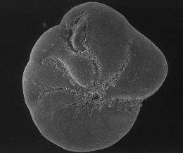 Tiny foraminifera shells can help assess recovery after oil spill