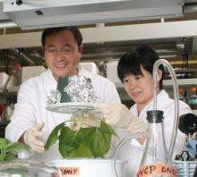 Tobacco plant-made therapeutic thwarts West Nile virus