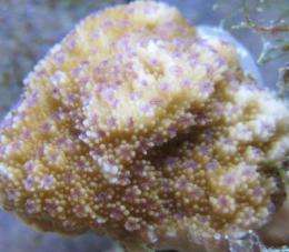 To be or not to be endangered? Listing of rare Hawaiian coral species called into question