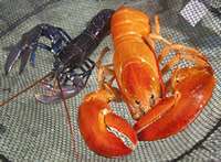 Unusual orange lobster saved from the pot