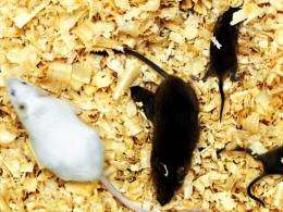 US scientists have used stem cell technology to create mice from two fathers