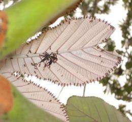 'Velcro' effect in Guianese ants