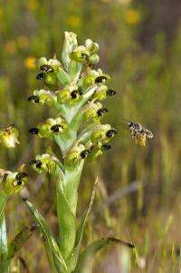 Wealth of orchid varieties is down to busy bees and helpful fungi, says study