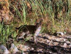 Wild cats roam the Tucson Mountains