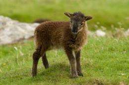 Wild Scottish sheep could help explain differences in immunity