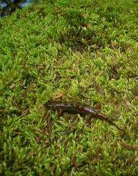 Young salamanders' movement over land helps stabilize populations