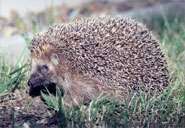 Hedgehogs adapt to life in the city