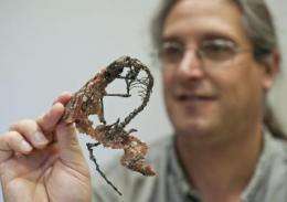 University of Florida research provides new understanding of bizarre extinct mammal