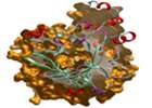1000th protein structure released by Structural Genomics Consortium