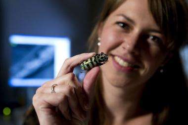 Futuristic computing designs inside beetle scales