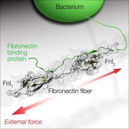Bacteria with “force sensors”