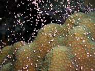 Baby corals dance their way home