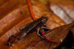 Three new amphibian treasures found on search for 'lost' frogs