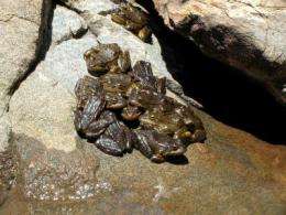 New insights into how deadly amphibian disease spreads and kills