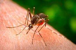 Researchers modify yellow fever vaccine to fight malaria