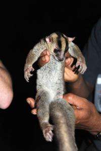 New lemur: big feet, long tongue and the size of squirrel