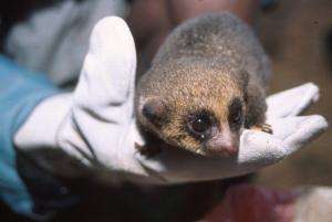 Only known living population of rare dwarf lemur found