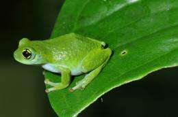 Search for 'lost' frogs yields important warnings, few findings