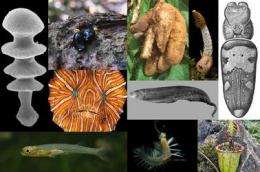 Scientists select new species for top 10 list; issue SOS