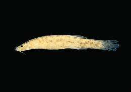 Jaguar-like species of catfish discovered in the Amazon