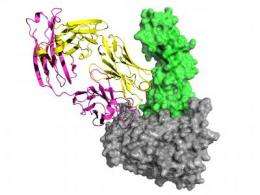 Caltech scientists uncover structure of key protein in common HIV subgroup