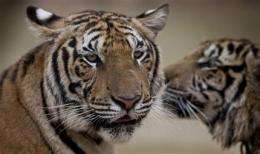 13 countries craft plan to save tigers (AP)