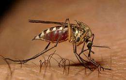 Researchers discover how west nile virus survives in mosquitoes