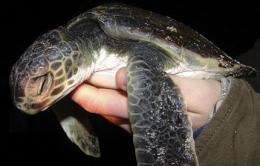 17 rare sea turtles rescued off Cape Cod, Mass. (AP)