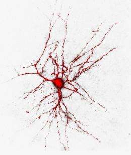 Chloride channels render nerve cells more excitable