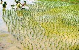 An Indian farmer sows rice seedlings