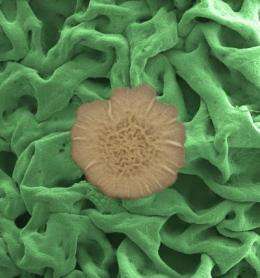 A pesky bacterial slime reveals its survival secrets