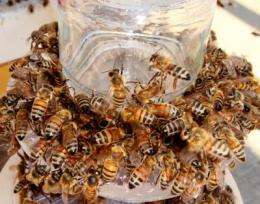 Biologist discovers 'stop' signal in honey bee communication