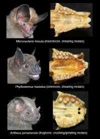 Biologists use GPS to 'map' bats teeth to explore evolutionary adaptations to diet