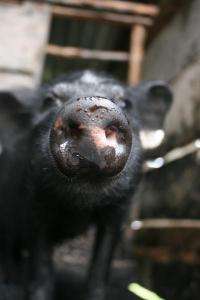 Chinese pigs 'direct descendants' of first domesticated breeds