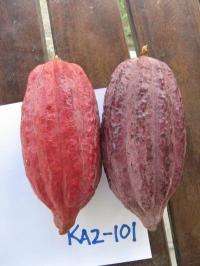 Chocolate farmers could benefit from newly sequenced cacao genome
