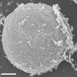 Clay-armored bubbles may have formed first protocells