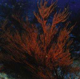 Coral algae (symbiodinium) discovered in black corals at never seen before depths