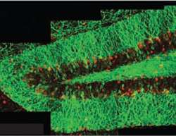 Discovery of schedule for circuit formation in the hippocampus